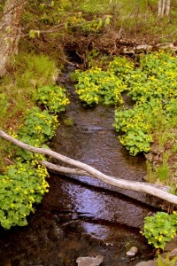 marsh marigolds by the stream