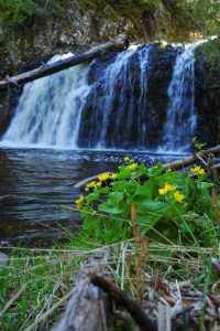 marshmarigolds-sprucecreek-DSC_0197