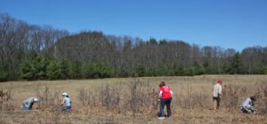 Cutting down the scrub oak brush 
